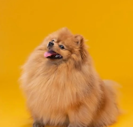 Pomeranian Puppies For Sale - Windy City Pups
